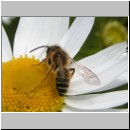 Andrena flavipes - Sandbiene m01.jpg